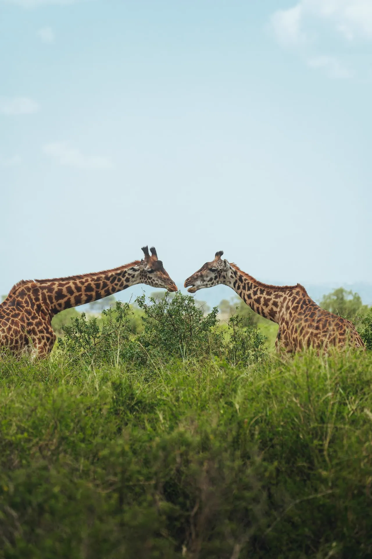 Tanzanie — 7