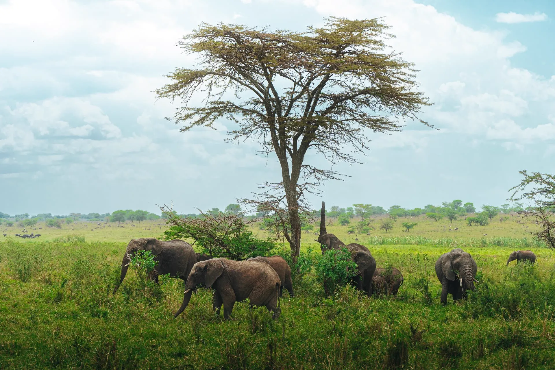 Tanzanie — 9