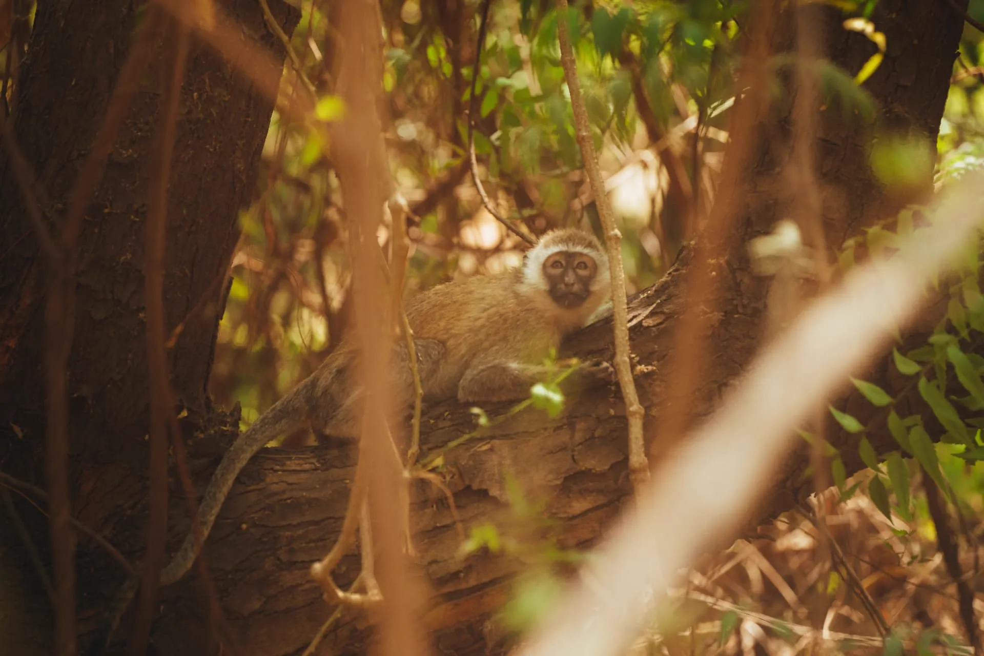 Tanzanie — 10