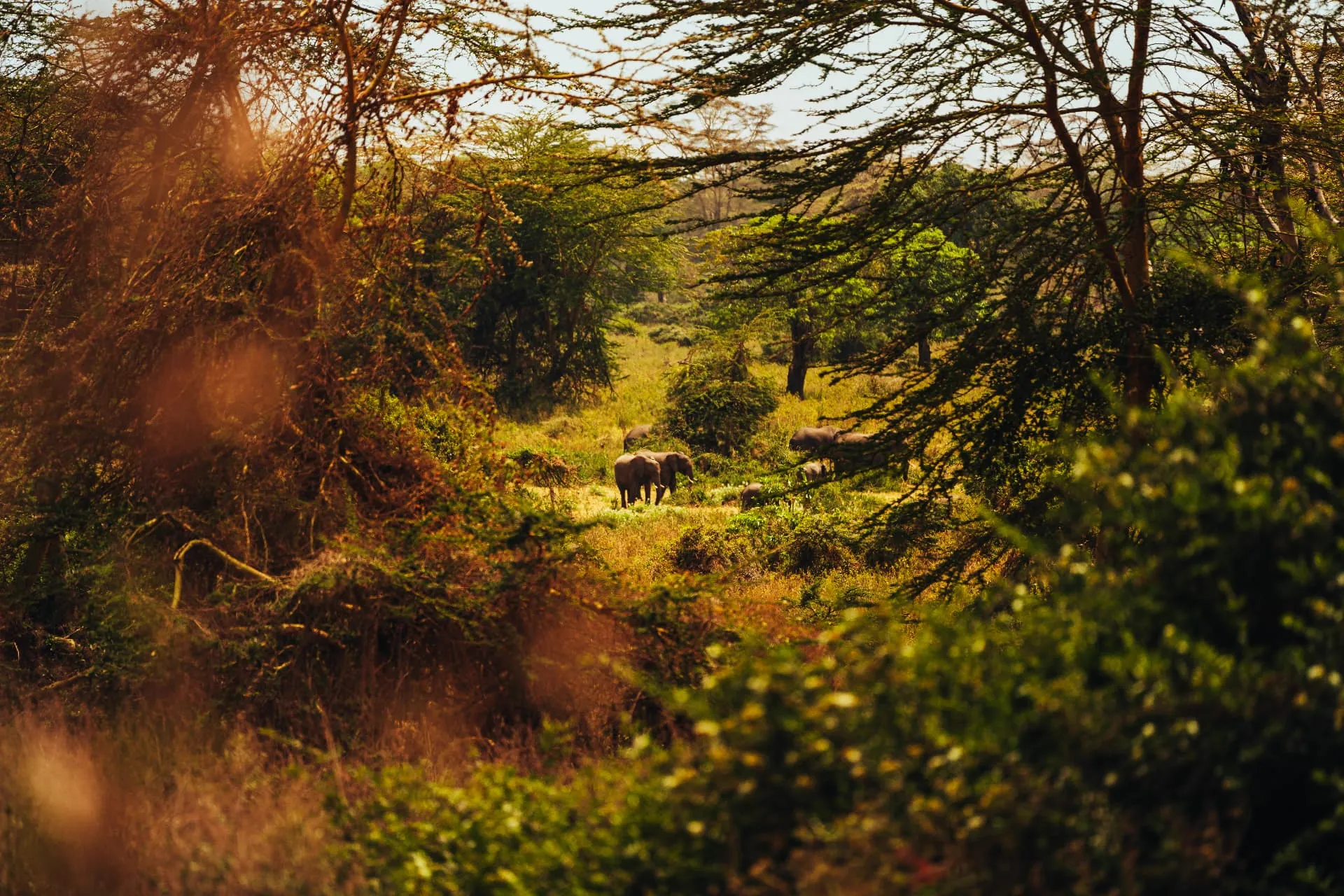 Tanzanie — 5