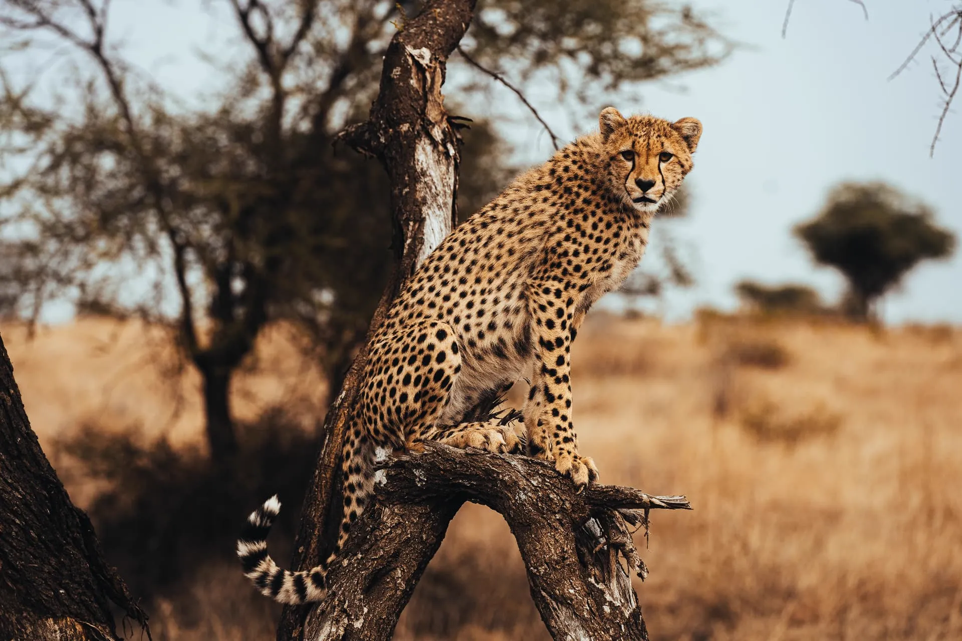 Tanzanie